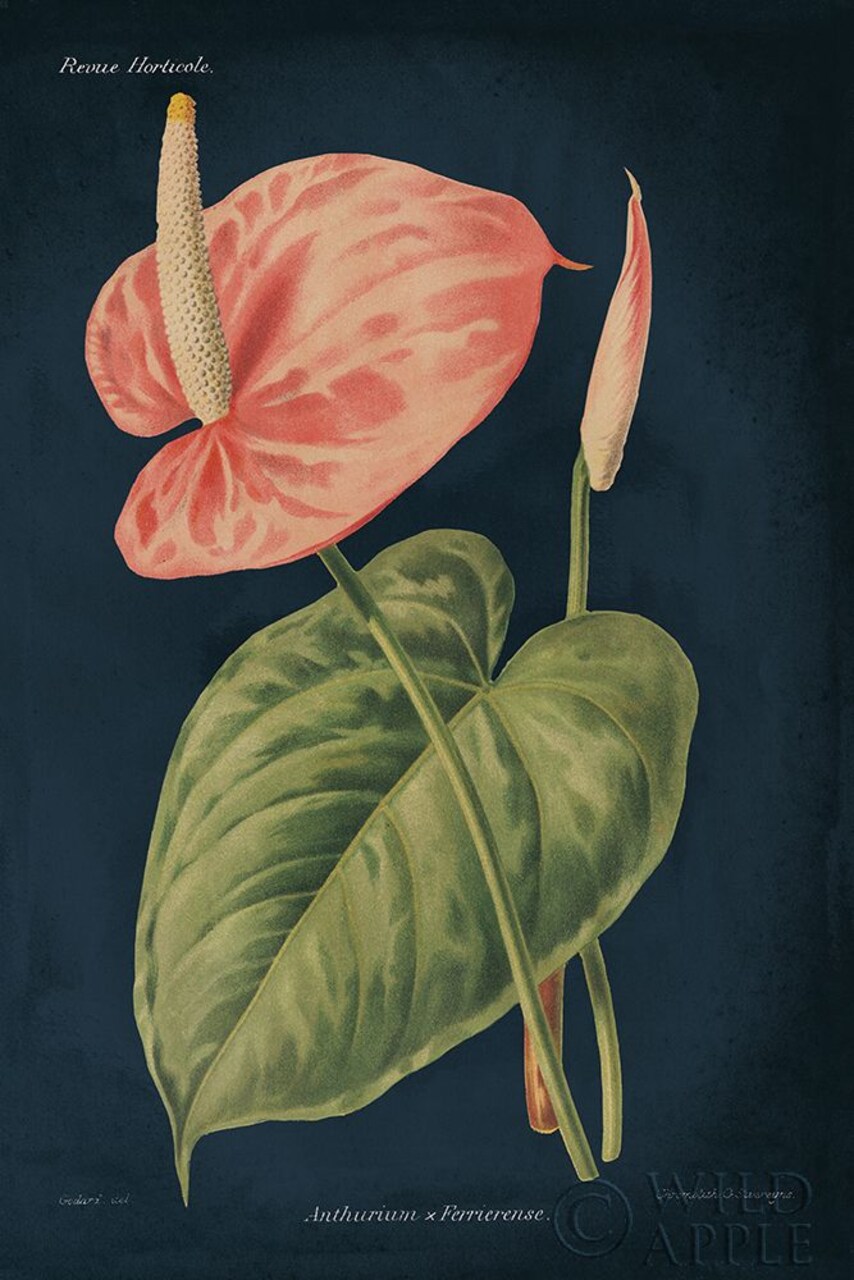 Anthurium Ferrierense Dark Blue Poster Print by Wild Apple Portfolio Wild Apple Portfolio # 52057